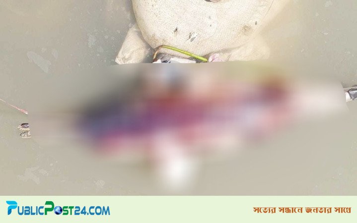হালদায় মিলল ১৩ কেজি ওজনের মৃত ডলফিন