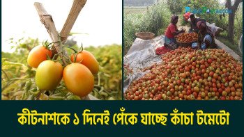 কীটনাশকে এক দিনেই কাঁচা টমেটো লাল! ভয়ংকর সত্য ফাঁস