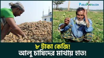 ৮ টাকা কেজি! আলু চাষিদের মাথায় হাত!