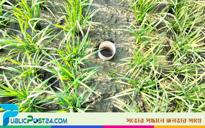 ধান চাষে আশা জাগাচ্ছে এডব্লিউডি সেচ পদ্ধতি