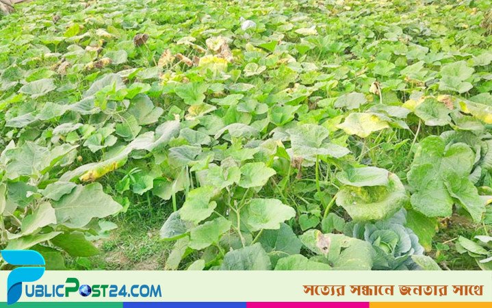 অভয়নগরে পোকার আক্রমণে দুশ্চিন্তায় কুমড়া চাষিরা