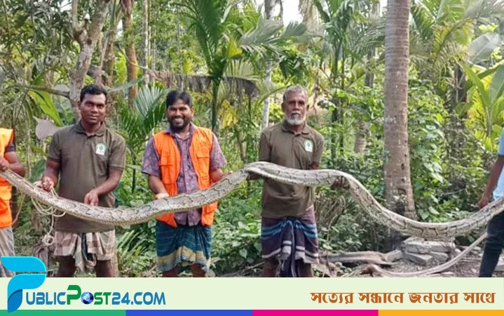 শরণখোলায় ২০ ফুট লম্বা অজগর উদ্ধার