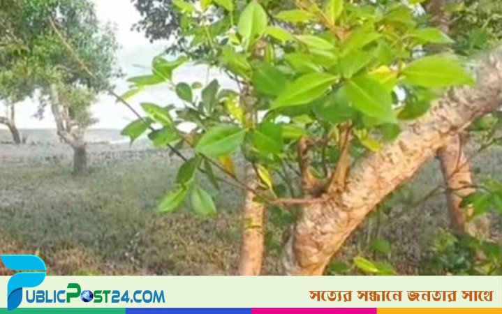 মাদার নদীর চরে ঝুলছিল ইটভাটা শ্রমিকের মরদেহ