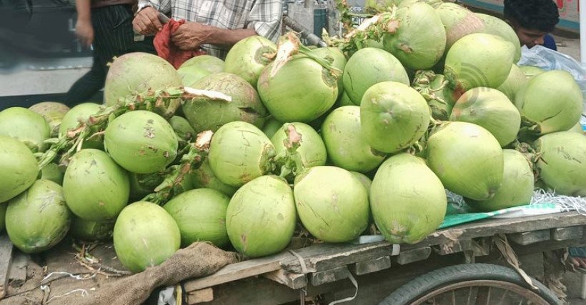 ভোলার মনপুরার ৫০ টাকার ডাব ঢাকায় এসে ১৫০ টাকা!