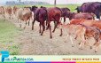 হাওরে ৬ মাস মেয়াদি গরু পালনে ঘুরছে প্রান্তিক অর্থনীতির চাকা