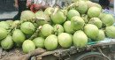 ভোলার মনপুরার ৫০ টাকার ডাব ঢাকায় এসে ১৫০ টাকা!
